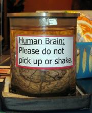 human brain don't shake