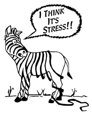 zebrastress