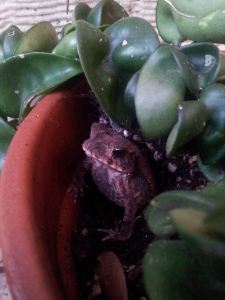ToadInPot