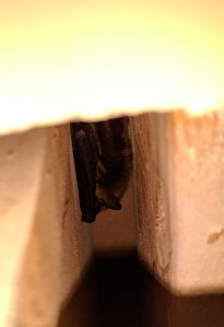 img_20161224_112924-1