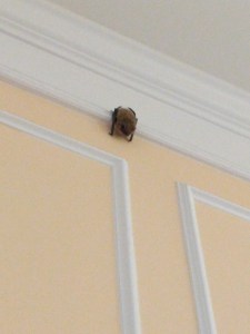 img_20161224_115559-1