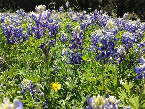 IMG_20180329_133327184